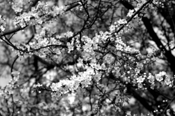 istock Cherry tree in blossom with bokeh in black and white. 1002888984