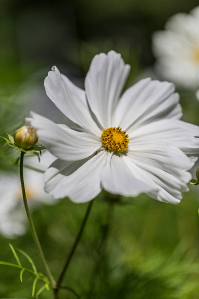 istock Marguerite flower 1002889836