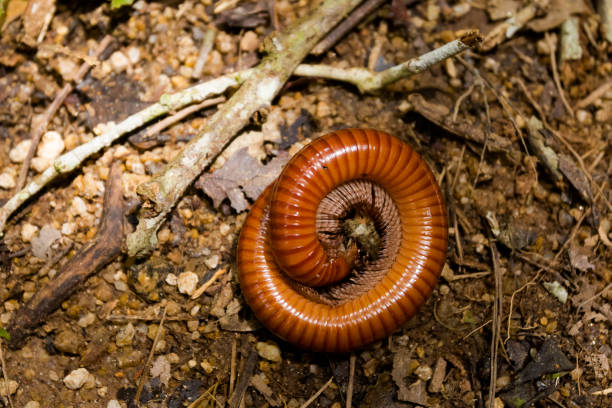 istock Worm on Gunung Jasar trekking 1002889994