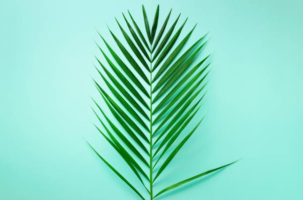 istock Minimal summer concept. Top view green leaf on punchy pastel paper. Creative flat lay with copy space. Tropical palm leaves on blue background 1002890686