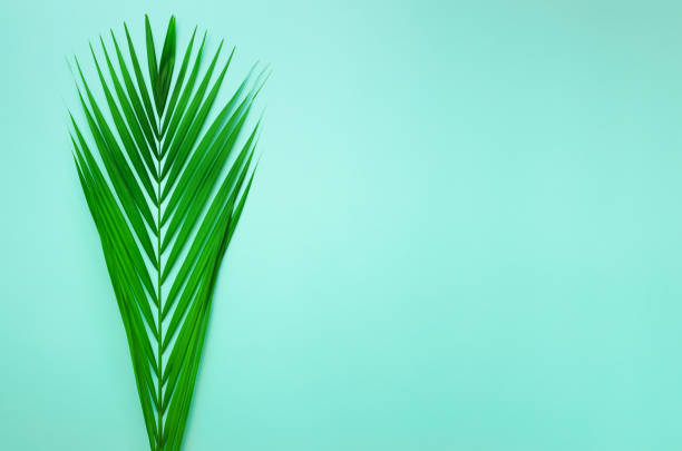 istock Minimal summer concept. Top view green leaf on punchy pastel paper. Creative flat lay with copy space. Tropical palm leaves on blue background 1002890864