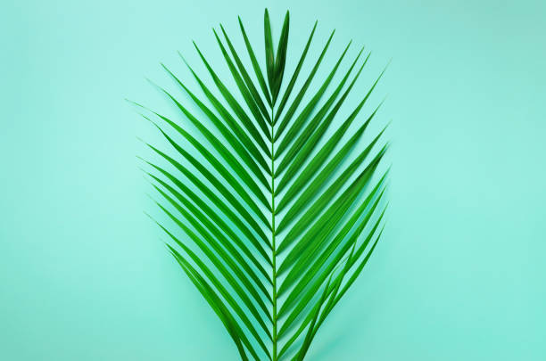 istock Minimal summer concept. Top view green leaf on punchy pastel paper. Creative flat lay with copy space. Tropical palm leaves on blue background 1002892956
