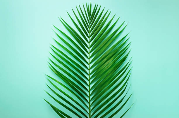 istock Minimal summer concept. Top view green leaf on punchy pastel paper. Creative flat lay with copy space. Tropical palm leaves on blue background 1002893028
