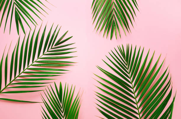 istock Tropical palm leaves on pastel pink background. Minimal summer concept. Creative flat lay with copy space. Top view green leaf on punchy pastel paper 1002893236