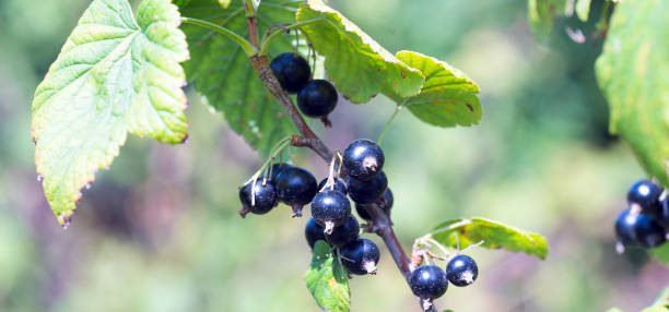 istock bio Black currant in a home garden 1002893646