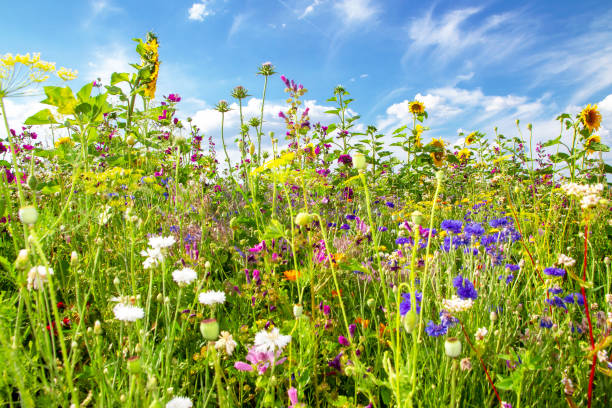 여름에 화려한 꽃 - environmental conservation herb meadow sky 뉴스 사진 이미지