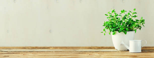 istock Fresh mint in pot on white and wooden background with copy space. Banner. Spring, summer concept. Fresh potted herb 1002894782