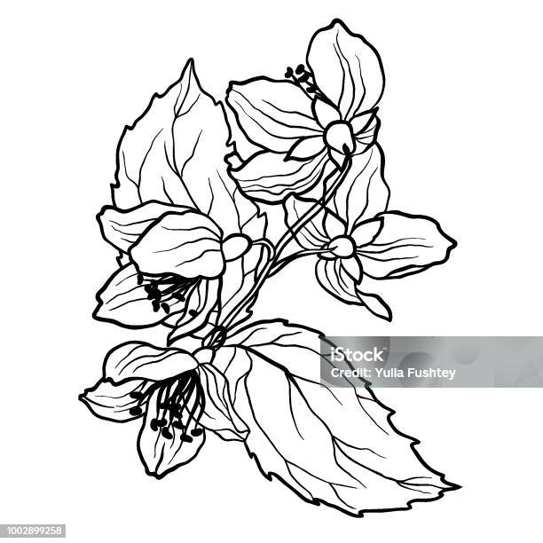 Coloring Page With Jasmine Branch In Vcector Illustration Stock Illustration - Download Image Now