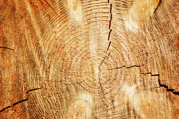 istock Wood structure, abstract background. Copy space. Dry old tree with cracks. Wooden cross section showing growth rings 1002905502