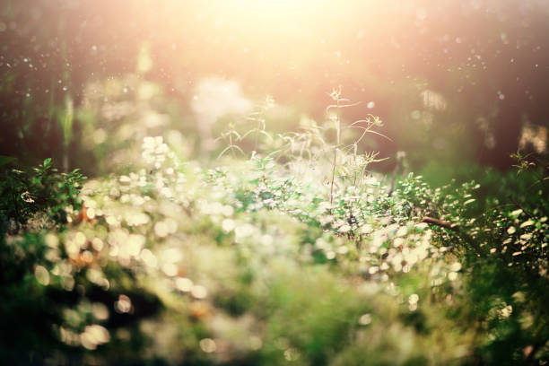 istock Abstract natural background with light bokeh and leaks effect. Grass in forest. Summer concept. Copy space. Banner. Soft focus 1002906158
