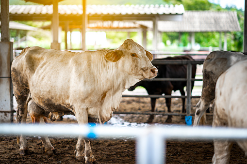 Cow feeding in farm is tajima mixed wagyu for meat food
