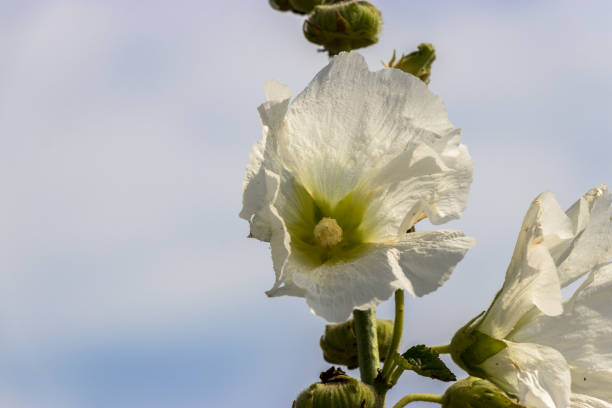 istock White Hollyhock / Sakura city, Chiba, Japan 1002907042
