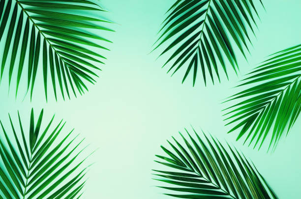 istock Tropical palm leaves on pastel blue background. Minimal summer concept. Creative flat lay with copy space. Top view green leaf on punchy pastel paper 1002913558