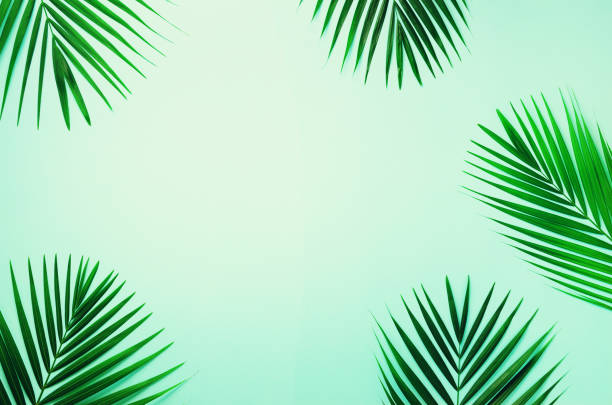 istock Tropical palm leaves on pastel blue background. Minimal summer concept. Creative flat lay with copy space. Top view green leaf on punchy pastel paper 1002913632