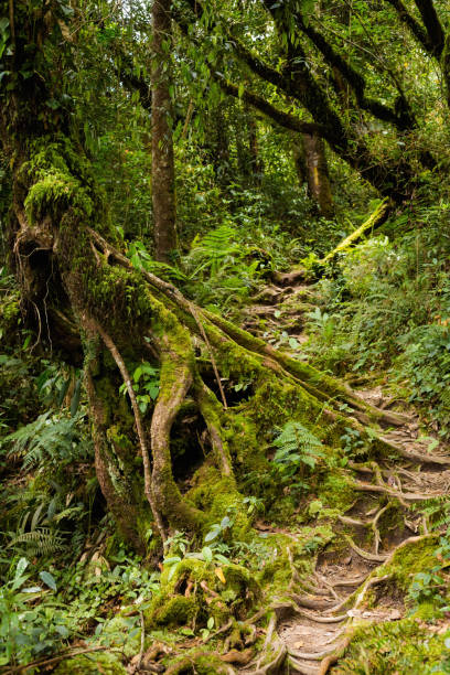 istock Cameron Highlands Gunung Jasar trekking 1002917610