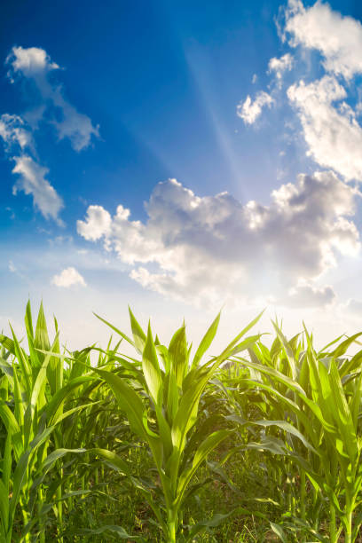 istock The corn plant in the field 1002920860