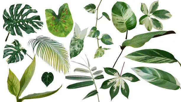 Photo of Tropical leaves variegated foliage exotic nature plants set isolated on white background, clipping path with plant common name included (Monstera, palm leaf, Devil's ivy, ginger, bamboo, etc.).