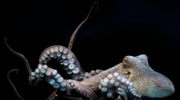 octopus - vissenkom fotos stockfoto's en -beelden
