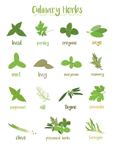 ilustraciones, imágenes clip art, dibujos animados e iconos de stock de conjunto de 15 diferentes hierbas culinarias en estilo de dibujos animados. - herbal medicine herb sage spice