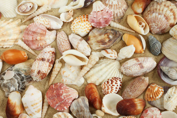 istock Sea shells and mussels on the sand 1002922736