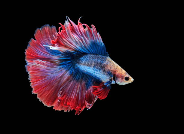 istock Fighting fish, beautiful fish, beautiful color fighting fish Siam, black background. 1002922880