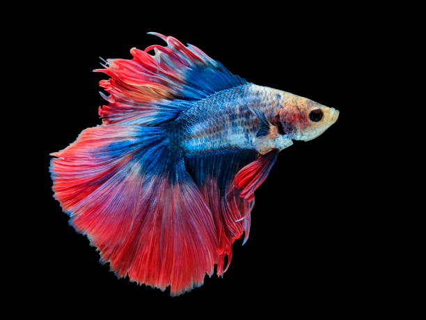 istock Fighting fish, beautiful fish, beautiful color fighting fish Siam, black background. 1002922942