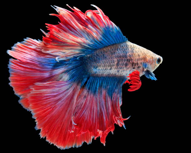 istock Fighting fish, beautiful fish, beautiful color fighting fish Siam, black background. 1002922952