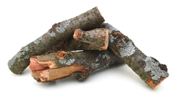 istock wooden branch 1002922960