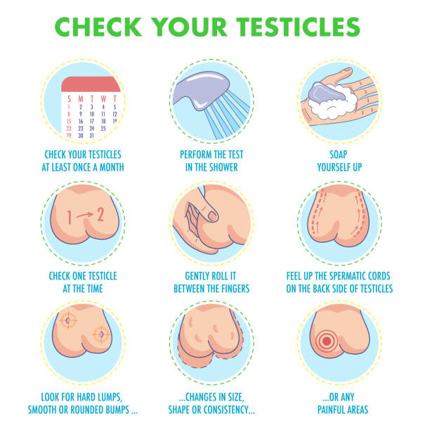 Web Testicles self exam. Testicle cancer symptoms and monthly examination infographics. Vector icon set.I Illustration for flyers, brochures, web resources, health centers. testis stock illustrations