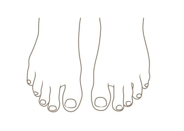 女性または男性の足底、裸足で、平面図です。ペディキュアの足の爪。ベクトル イラスト、手の描かれた漫画スタイルの白、黒と白の輪郭線の分離 - massaging human foot reflexology foot massage点のイラスト素材／クリップアート素材／マンガ素材／アイコン素材