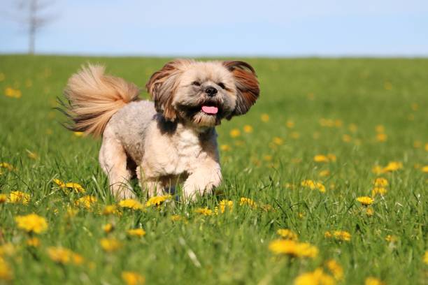 istock running lhasa apso in the garden 1002930630