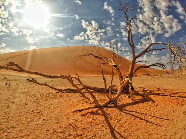 On a safari through the Namib Desert