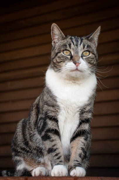 istock close up of grey and white cat 1002937016