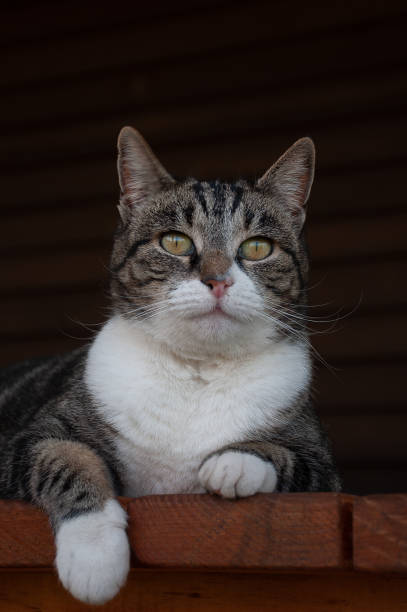 istock close up of grey and white cat 1002937020