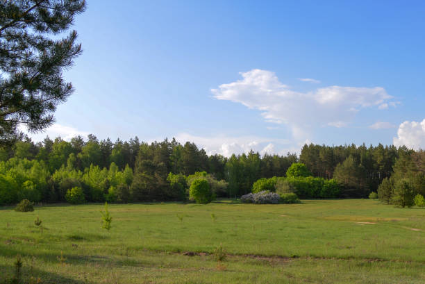 istock Green meadow, forest and blue sky in summer 1002939812