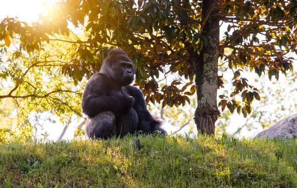 The sun rising behind a male Western Lowland Gorilla.