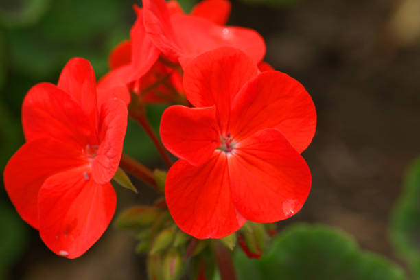 istock Begonia flowers, full bloom 1002942998