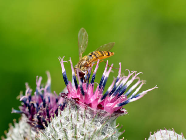 istock German wasp collects pollen from plants. 1002945100
