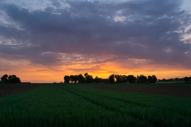 Green fields of food in summer at dawning