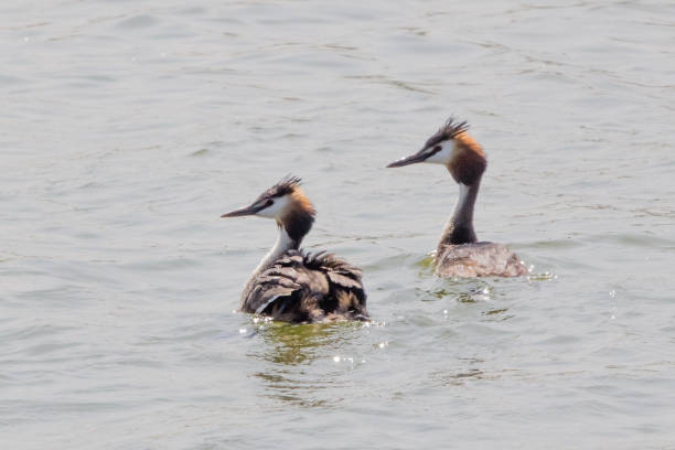 istock migratory birds in Baie de Somme 1002965354