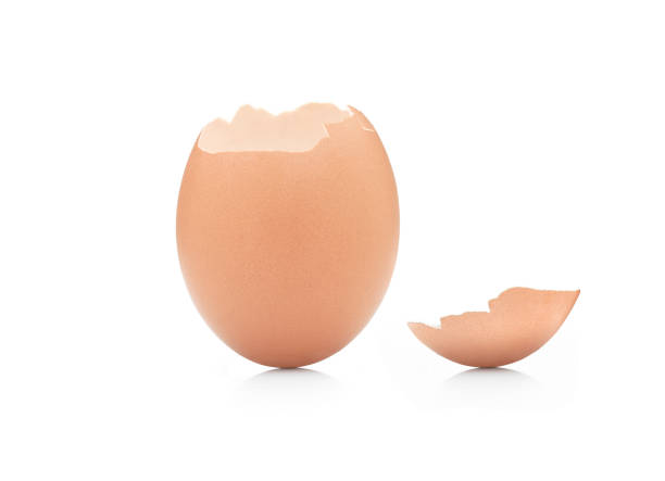 Opened eggshell Upright opened eggshell agaisnt white background. eggshell stock pictures, royalty-free photos & images
