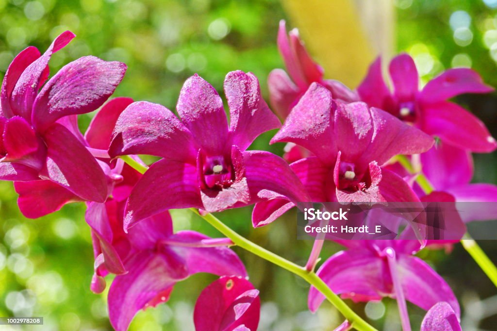 Foto de Bela Orquídea Denphal e mais fotos de stock de Beleza - Beleza,  Beleza natural - Natureza, Botânica - Assunto - iStock