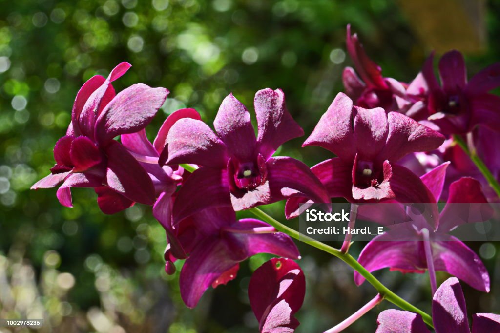 Beautiful Denphal Orchid Stock Photo - Download Image Now - Beauty, Beauty  In Nature, Botany - iStock