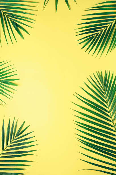istock Tropical palm leaves on pastel yellow background. Minimal summer concept. Creative flat lay with copy space. Top view green leaf on punchy pastel paper 1002989068