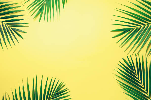 istock Tropical palm leaves on pastel yellow background. Minimal summer concept. Creative flat lay with copy space. Top view green leaf on punchy pastel paper 1002989118