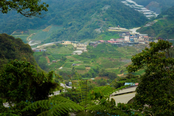 istock Cameron Highlands Boh tea plantation 1002996044