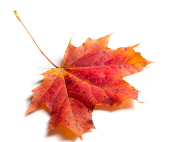 istock Texture, background, pattern. Autumn maple leaves. Background of maple leaves. Red and yellow maple leaves Autumn advance; Autumn motive 1002996104
