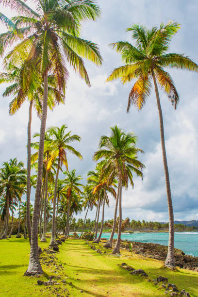 istock Path through a palm tree forest in Dominican Republic 1002996672