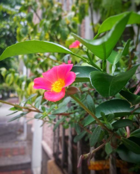Windflower or thimbleweed with magenta petals and yellow center