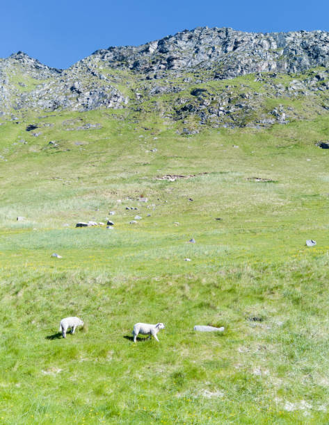 istock Lofoten Island Scenes 1002996946